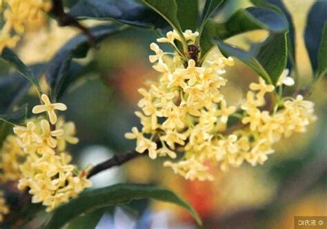 桂花樹 風水|【桂花 風水】「桂花樹」風水禁忌與種植指南，避開。